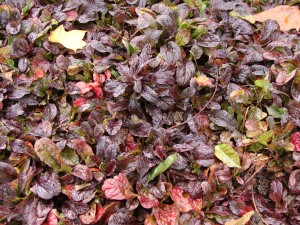 Ajuga reptans 'Atropurpurea' - Kriechender Günsel