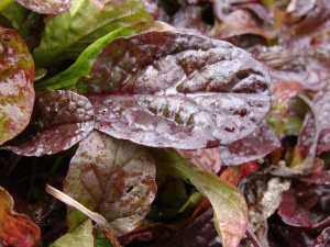 Ajuga-reptans-blatt