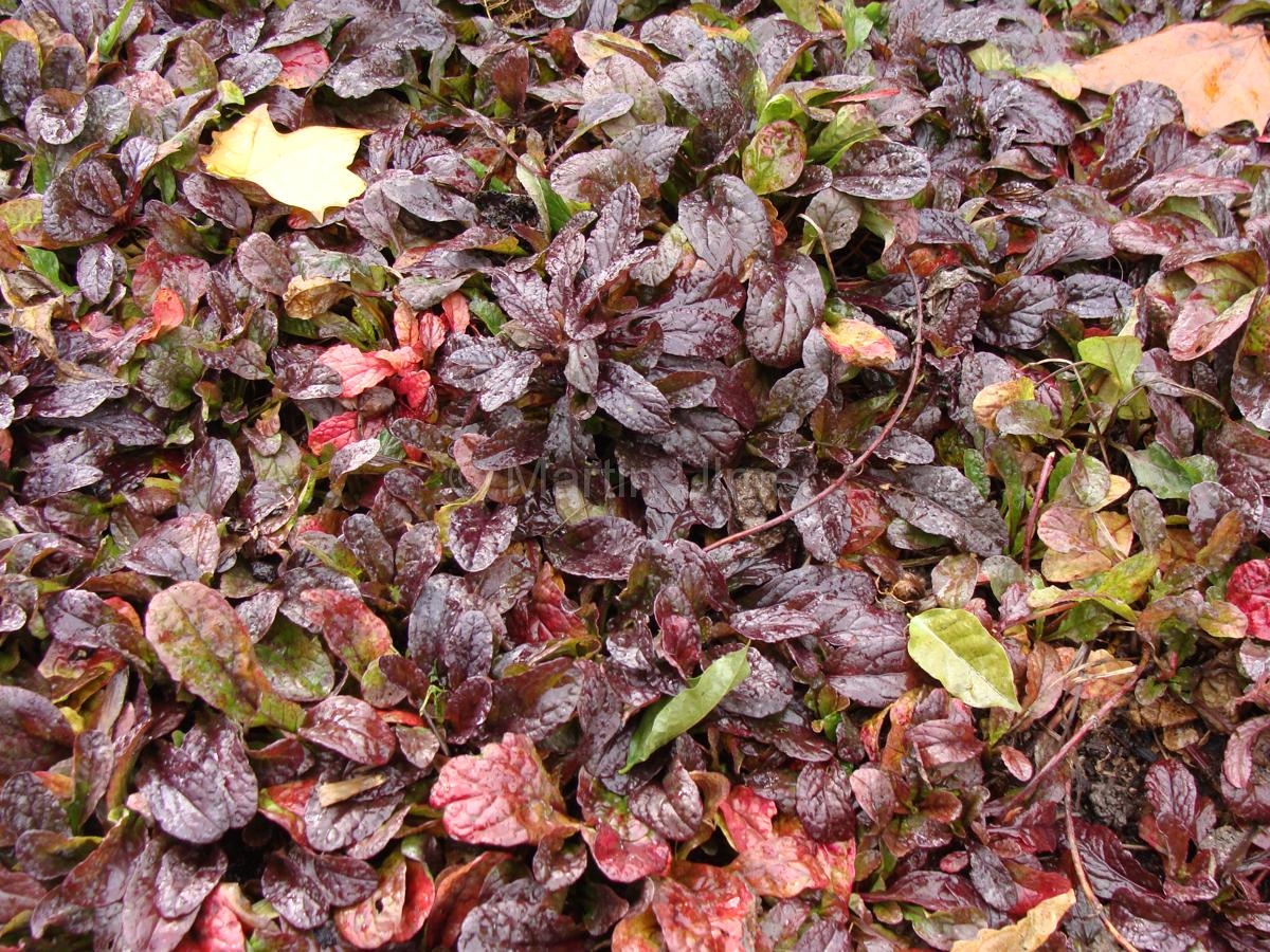 Ajuga reptans ‚Atropurpurea‘ – Kriechender Günsel Ajuga reptans 'Atropurpurea' - Kriechender Günsel