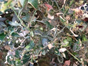 Buchsbaumzuensler Raupe Buchsbaumzünsler Raupe