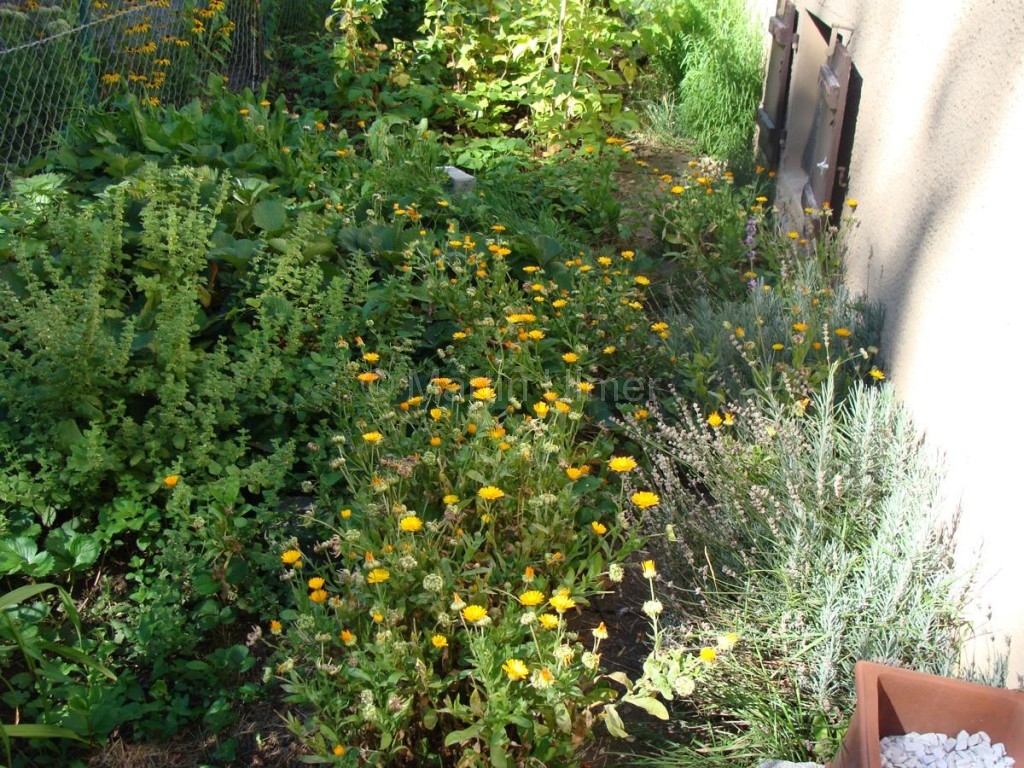 Calendula officinalis - Ringelblume