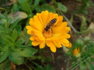 Calendula officinalis - Ringelblume - Blüte