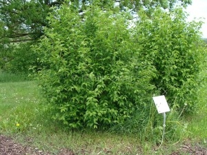 Cornus mas - Kornelkirsche