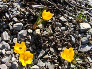 Crocus chrysanthus 'Goldilocks'