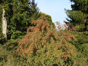 Euonymus europaeus - Pfaffenhütchen