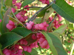 Euonymus europaeus - Pfaffenhütchen