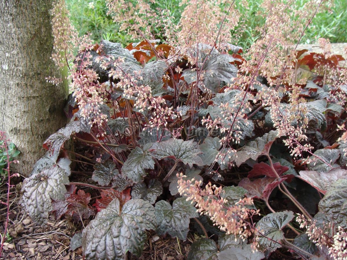 Heuchera micrantha 'Palace Purple' - Silberglöckchen