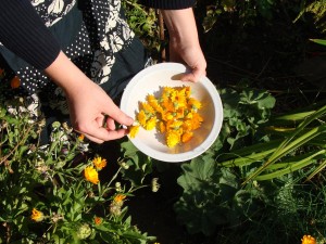 Ringelblumen sammeln