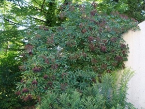 Schwarzer Holunder - Sambucus nigra