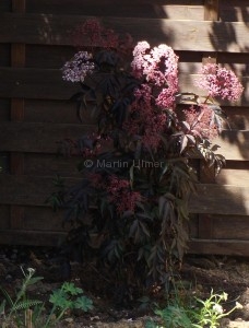 Sambucus nigra 'Black Beauty' - Rotlaubiger Holunder