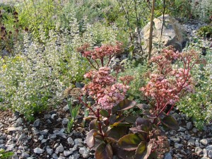 Sedum telephium 'Matrona' - Purpur-Fetthenne