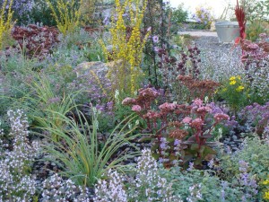 Sedum telephium 'Matrona' - Purpur-Fetthenne