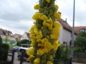 Verbascum densiflorum - Großblütige Königskerze