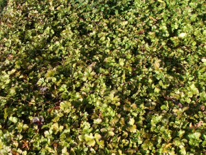 Waldsteinia ternata - Golderdbeere Waldsteinia ternata - Golderdbeere